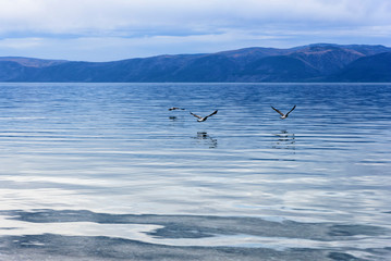 Fototapeta premium Lake Baikal and mountains of Siberia with beautiful sky, clouds and seagulls with reflection, Russia Oklhon island