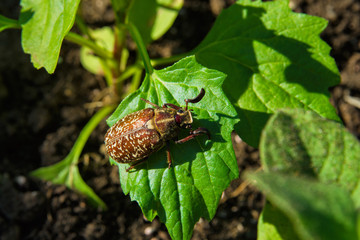 Marble beetle on a leaves Asters. Polyphylla fullo ordinary. Beetle cockchafer marble closeup. Soft selective focus.