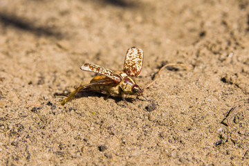 Marble beetle on the sand. Polyphylla fullo ordinary. Beetle cockchafer marble closeup. Soft selective focus.