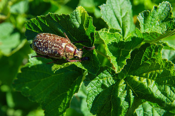 Marble beetle on a leaves currants. Polyphylla fullo ordinary. Beetle cockchafer marble closeup. Soft selective focus.