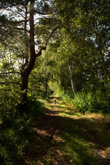 blick in hochkant auf einen hund auf dem pfad rennend im moor in Herzlake emsland deutschland fotografiert beim gang durch das moor an einem sonnigen tag