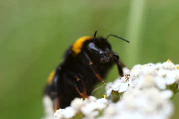 bumblebee collecting nectar from wildflowers