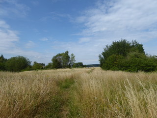 Obraz premium Wildlandschaft