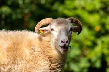 Niedliche Moorschnucke blökt und streckt meckernd dabei ihre Zunge raus um mehr Futter auf dem Biobauernhof zu bekommen oder Weibchen zur Paarung anzulocken