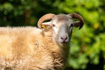 Fototapeta premium Portrait einer Moorschnucke mit Hörnern und dichtem Wollpelz vor unscharfem Hintergrund mit copy space zeigt ökologische und artgerechte Weidehaltung von Nutzvieh auf einem Biobauernhof