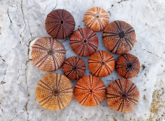 colorful sea urchins collection on wet white marble, top view closeup