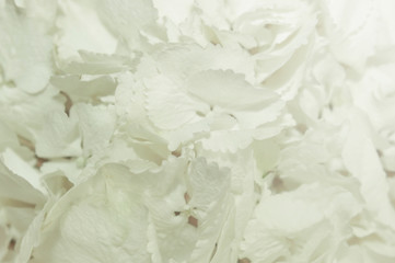 White flowers background.