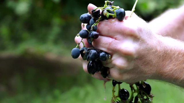 Grapes fruits home wine processing thorough crushing