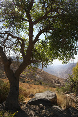 tree over the valley