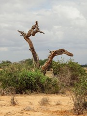 Savannenlandschaft in Tsavo Ost Kenia