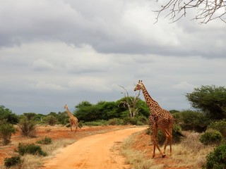Giraffe im Nationalpark Tsavo East in Kenia