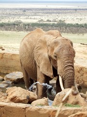 Elefant am Wasserloch im Nationalpark Tsavo East in Kenia