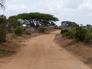 Savannenlandschaft in Tsavo Ost Kenia
