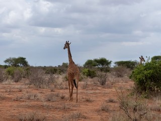 Giraffe im Nationalpark Tsavo East in Kenia