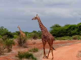 Giraffe im Nationalpark Tsavo East in Kenia