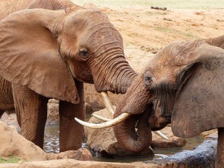 Elefant am Wasserloch im Nationalpark Tsavo East in Kenia