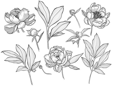 Floral elements isolated on white. Contour drawing, set of plants. etching botanical art.