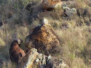 Leopard und Kaffernbüffel im Taita Hills Nationalpark in Kenia