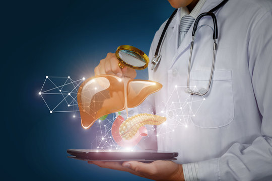 The concept study of the liver and pancreas.