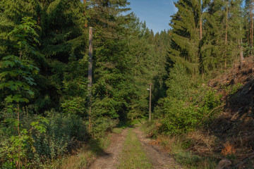 Fototapeta na wymiar Forest near Skrivan creek in Krusne mountains in summer nice sunny day