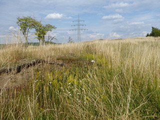 Fototapeta premium Wildblumen