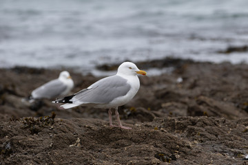 seagulls on rocks