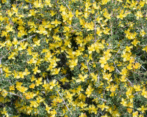 USA, Nevada, Clark County, Gold Butte National Monument. Blackbrush (Coleogyne ramosissima) Wild Rose Yellow Flower Natural Pattern Background Template. The color comes from petaloid sepals, no true p