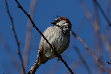 bird on a branch