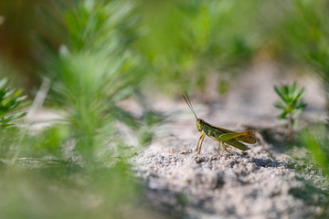 Sauterelle verte 