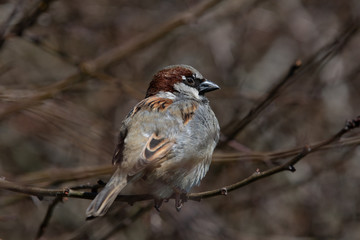 sparrow on a branch