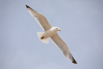 seagull in flight