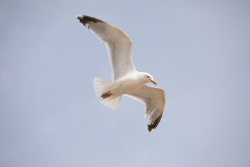 seagull in flight