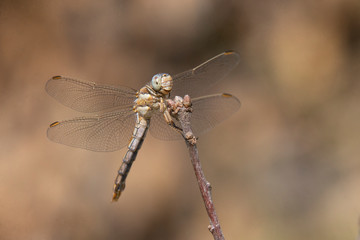 Libellule au repos