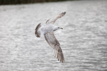 seagull in flight