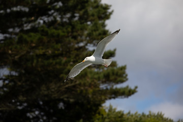 Seagull in flight