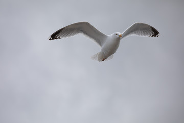 Flying seagull