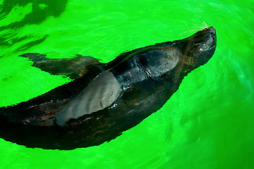 Black fur seal swims in the water at the zoo.