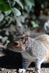 Squirrel on the ground