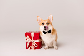 dog breed Corgi in tie with red gift box on white background, space for text