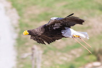 Aigle en vol