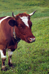 Obraz premium In the summer, a brown cow eats green grass in the meadow.
