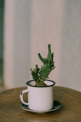 cup of tea with plants