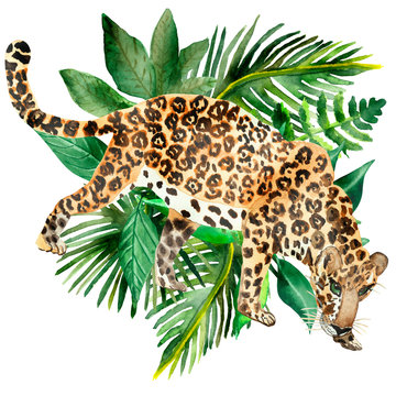 Watercolor hand painted wild nature composition with leopard with green tropical plants leaves around on the white background for jungle cards