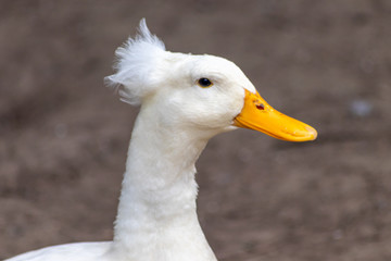 Lustige weiße Gans mit gelbem Schnabel und witziger Frisur am Hinterkopf als leckerer Martinsbraten zu Sankt Martin oder auf dem Gnadenhof