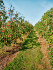 Fototapeta na wymiar Poland around the city of Elblag, growing apples