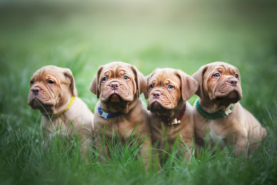Puppies dogue de bordeaux outdoors