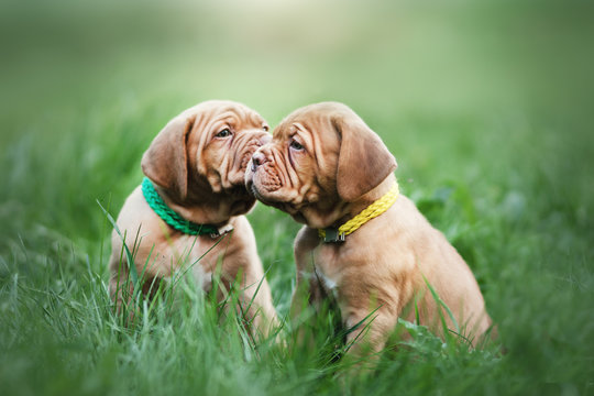 Puppies dogue de bordeaux outdoors