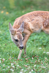 Deer Fawn (Capreolus capreolus, Reh, Kitz, Rehkitz)