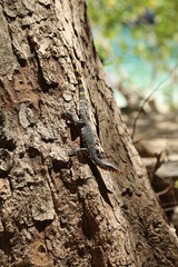 Young monitor lizard at a tree next to Phranang beach, Thailand.