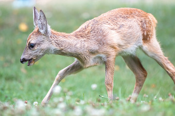 Deer Fawn (Capreolus capreolus, Reh, Kitz, Rehkitz)
